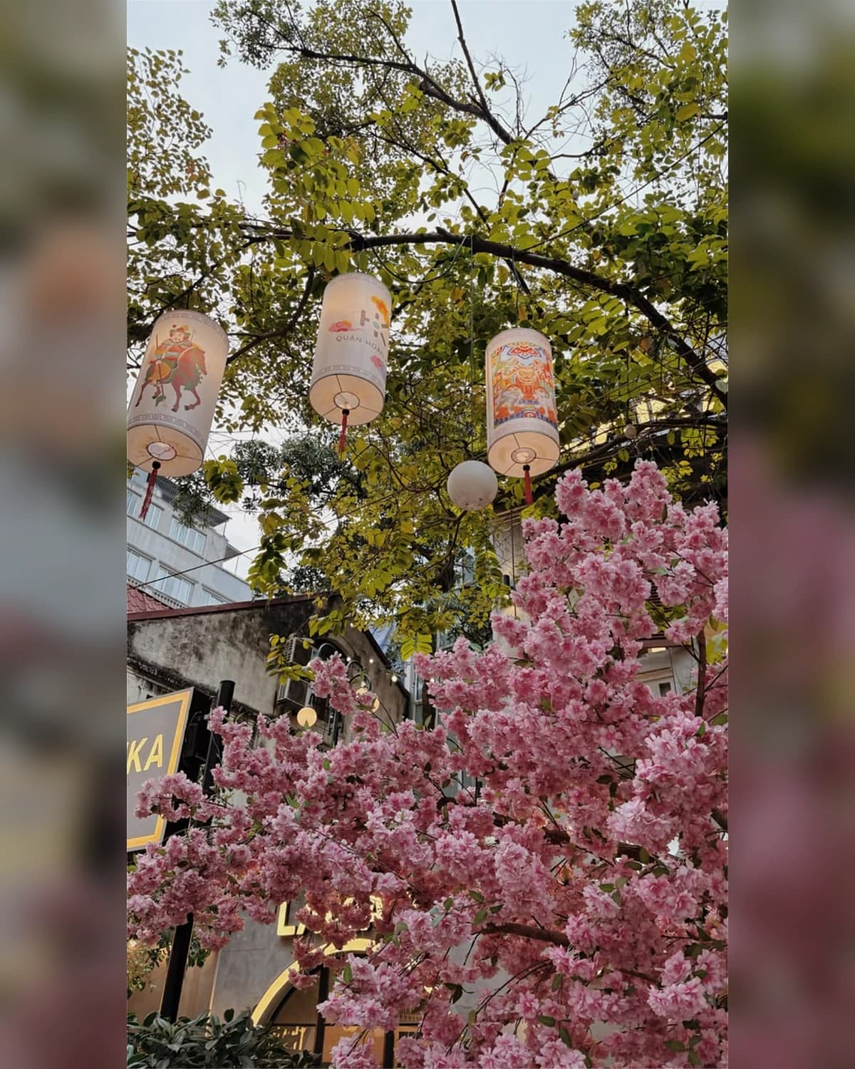 Hoa xuân và những chiếc đèn lồng giữa khuôn viên The Serene Villa